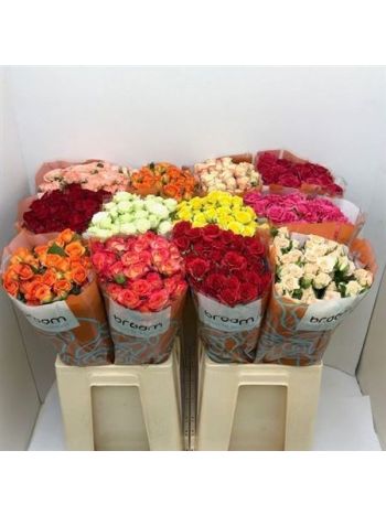 R TR GEM IN FUST 60CM