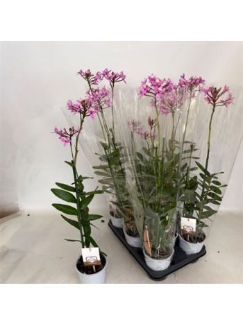 EPIDENDRUM PINK ORCHIDEA AKCIO