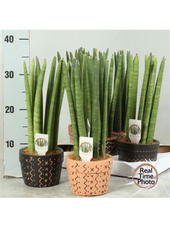 SANSEV CY EGYENES KASPÓS