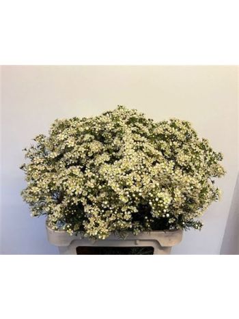 CHAME UN JUPITE MOON 80CM