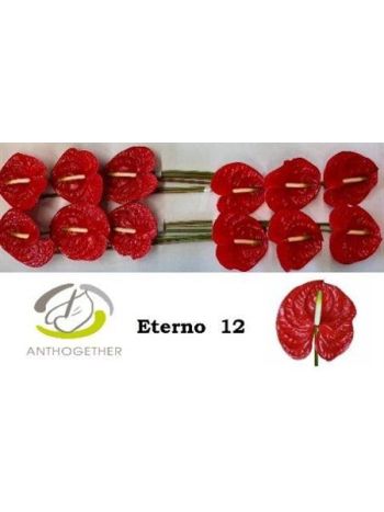 ANTH A ETERNO *12