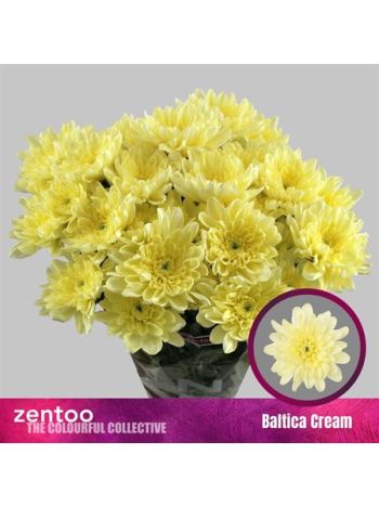 CHR T  KR. BALTICA CREAM