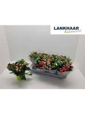 KAL ROSALIE TÖBB SZÍNŰ