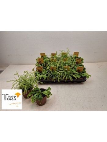 DIONAEA MUSCIPULA AKCIO