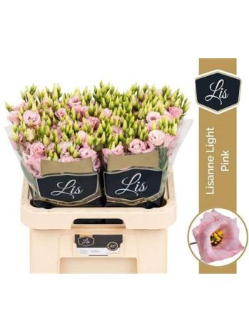 EUS G LISANNE LIGHT PINK