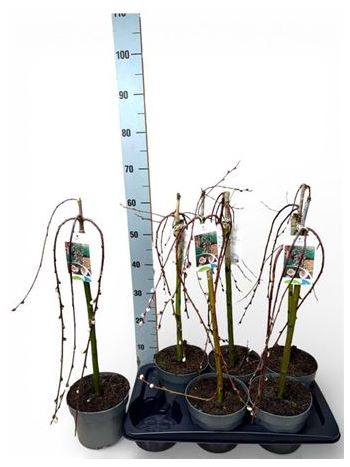 SALIX CAP KILMARNOCK AKCIO