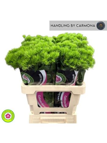 DI BARB KIWI MELLOW 60CM