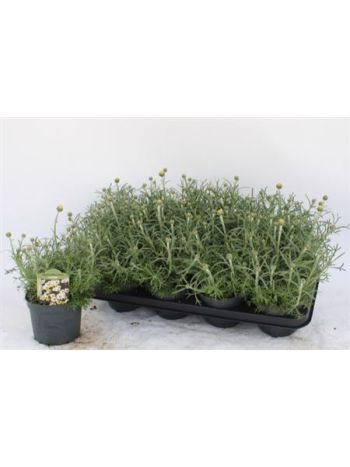 RHODAN H ZAGORA YELL