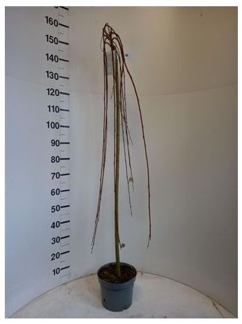 SALIX CAP KILMARNOCK