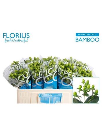 HYP COCO BAMBOO 50CM