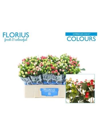 HYP COCO COLOURS GEM 50CM