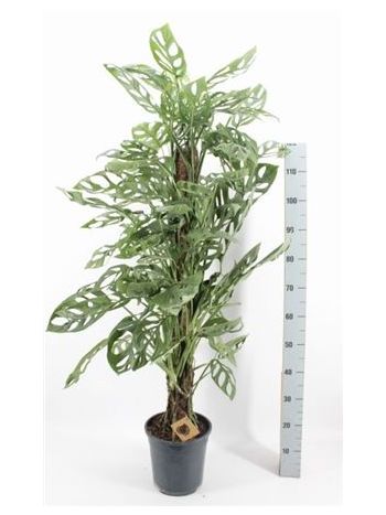 MONSTERA OBLIQUA MOSSTOK