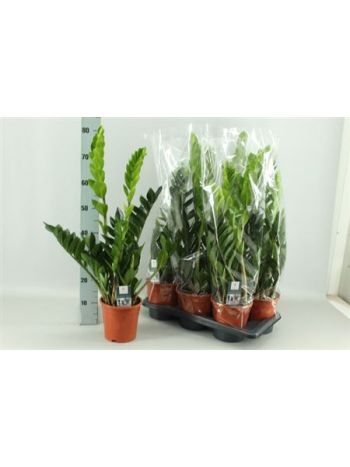 ZAMIOCULCAS ZAMIIFOL