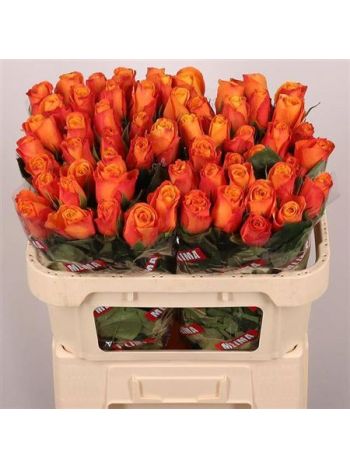 R GR CONFIDENTIAL 70CM