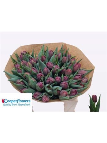 TU DU ALISON BRADLEY