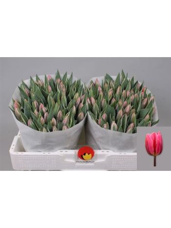 TU EN PRETTY PRINCES