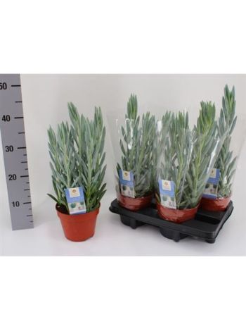 CURIO FIC MT EVEREST AKCIO