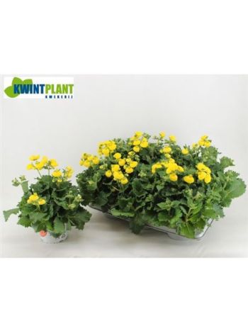 CALC CAL YELLOW AKCIO