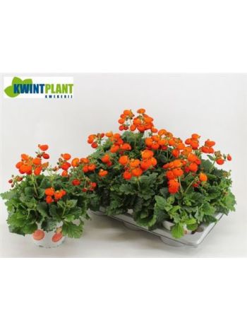 CALC CAL ORANGE AKCIO