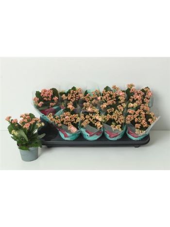 KAL ROSALI PERFECTA PINK