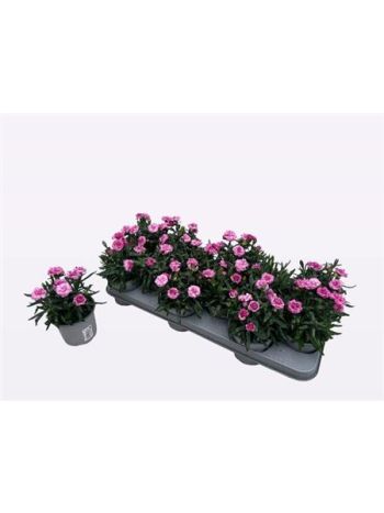 DIAN OSC PINK PURPLE