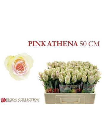 R GR5 PINK ATHENA