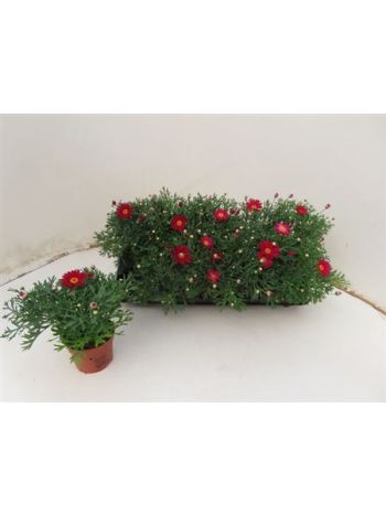 MARGAR&Eacute;TA BOKOR PINK