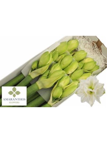 HIPP DG WHI SYMPHONY