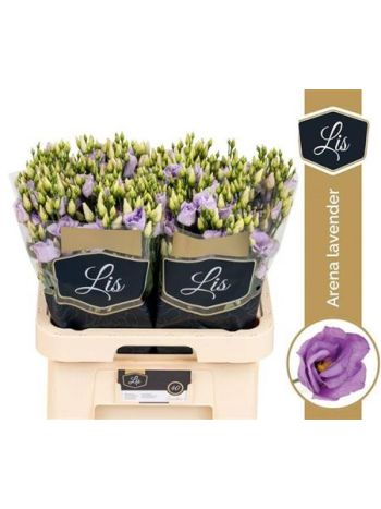 EUS G ARENA LAVENDER