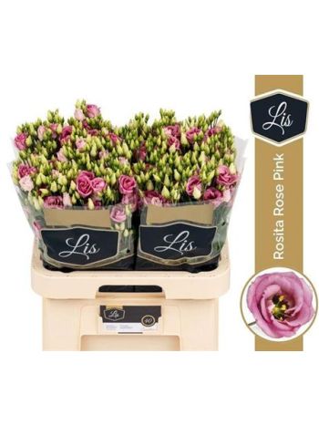 EUS G ROSI ROSE PINK