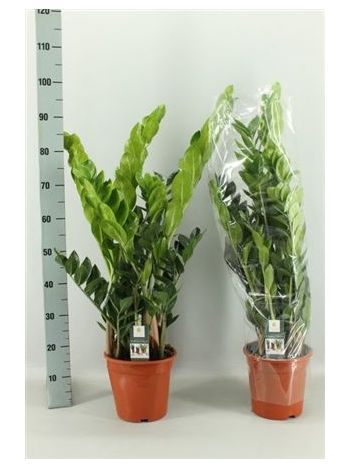 ZAMIOCULCAS ZAMIIFOL
