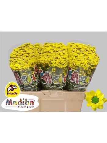 CHR SAN MAD RINGA YE