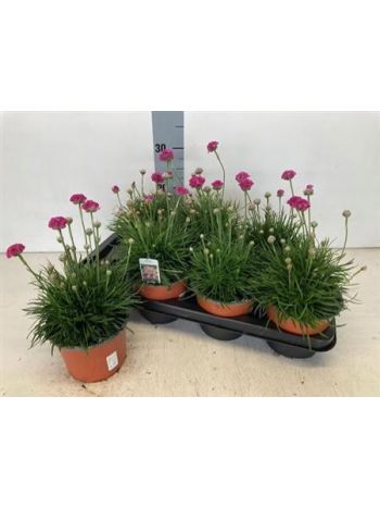 ARME MAR SPLENDENS AKCIO