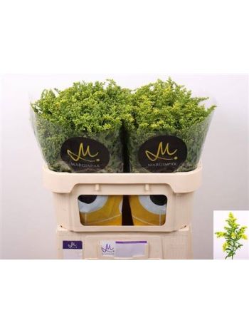 SOLI CARZAN GLORY 70CM