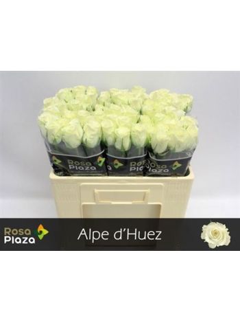 R GR5  F. ALPE DHUEZ