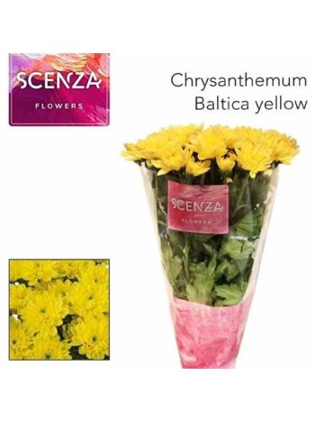 CHR T  S. BALTICA YELLOW