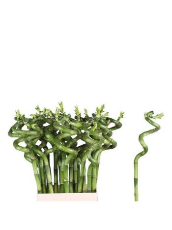 DRAC LUCKY BAMBOO