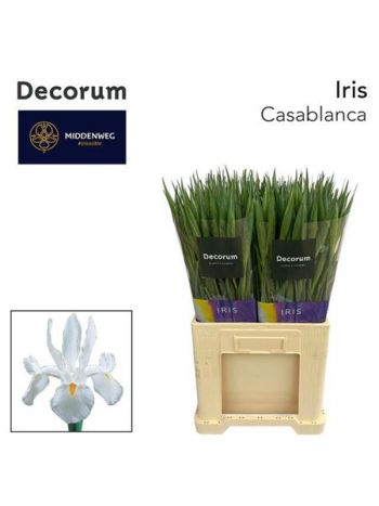 IRIS CASABLANCA