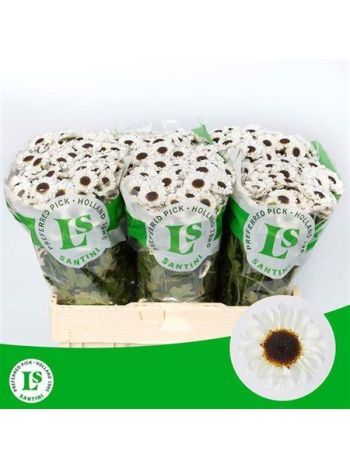 CHR SAN PATRESE WHITE