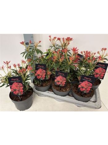 PIERIS FLAMING SILVE
