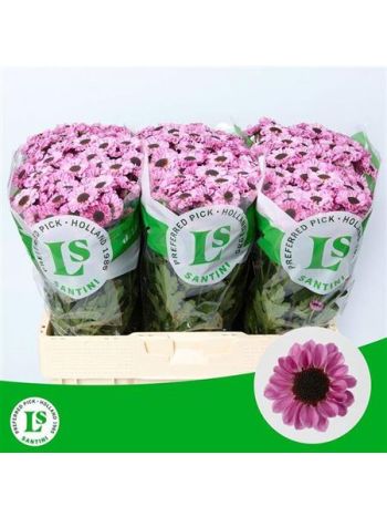 CHR SAN PATRESE PINK