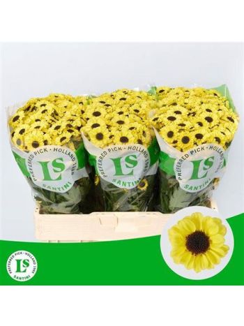 CHR SAN PATRESE SUNNY