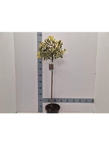 ILEX AQ GOLDEN VAN TÖRZSES