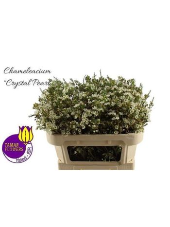 CHAME CRYSTAL PEARL 70CM