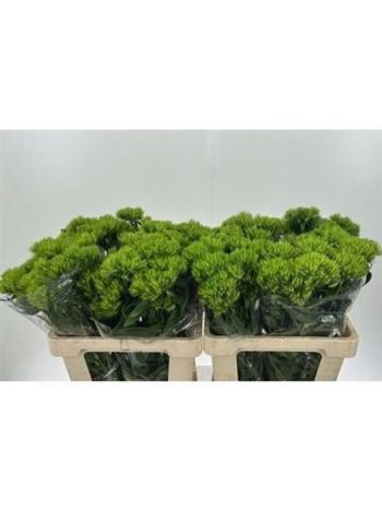 DI BARB GREEN WICKY 60CM