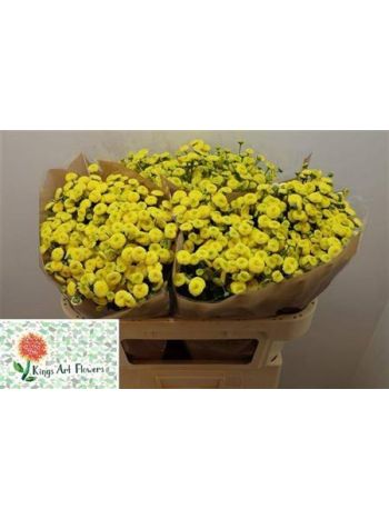 TANA PA AMAZONE 70CM