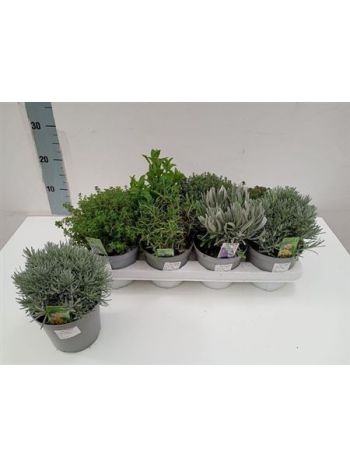 FŰSZERNÖVÉNY MIX *8