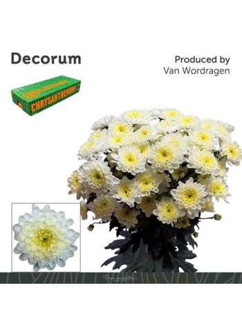 CHR T  KR. ALTAJ CREAM