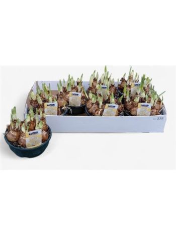 NARCIS D BRIDAL CROW TÁL