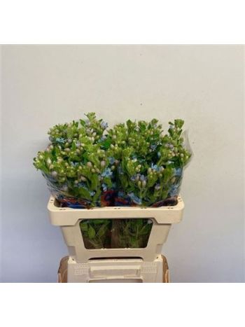 OXYPETAL TAN PUR BLU